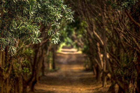 you, me and a macadamia tree